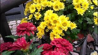 Totalan.... Allah Pencipta, Dan Minta Pertanggung-jawaban.- Tafsir Yaasiin Bag 20c / Ayat 22 -