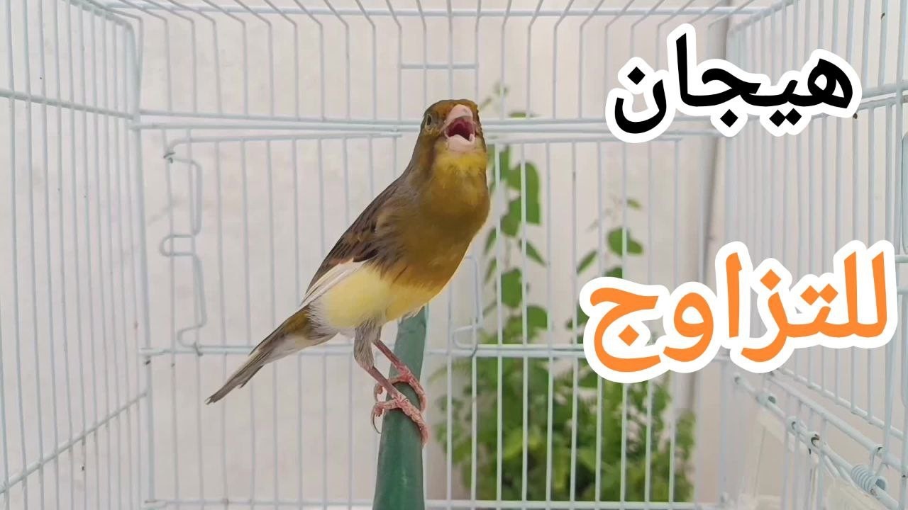 chant canaries singing canaris  302  تغريد الكناري