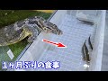 腹ペコのオオトカゲにドジョウを与えてみると・・・!!!