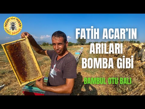 Fatih Acar’ın Arıları Bambul  Otunda Bomba Gibi Olmuş | Arıcılık