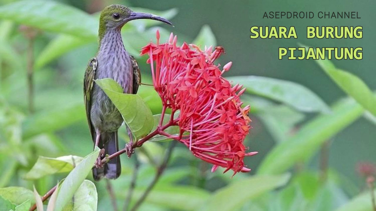 Suara Burung Pijantung, Manuk Jantung (Spider Hunter) Asli dari Alam