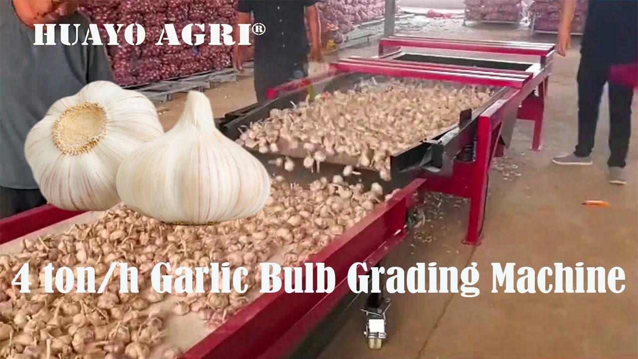 Organic Garlic Single Clove Garlic Grading Machine