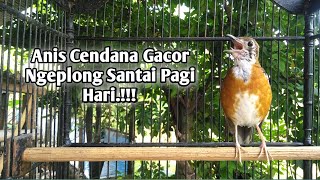 Anis Cendana Gacor Ngeplong Santai pagi Hari.!!!