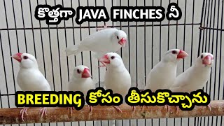 కొత్తగా JAVA FINCHES నీ BREEDING కోసం తీసుకొచ్చాను @Ganeshaquariumfishekakinada #trending #viral