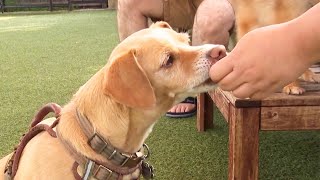 FDA Finds Dogs Are No Health Threat to Diners Eating Outside