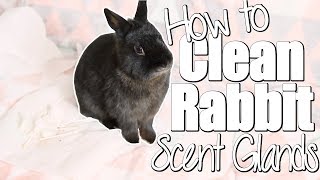 In today's video, i show you how to clean a rabbit's scent glands.
this is definitely not "fun task" do, but it something every rabbit
owner should l...