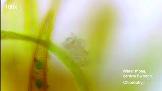 Celebrity Chlorophyll under the microscope Wealth
