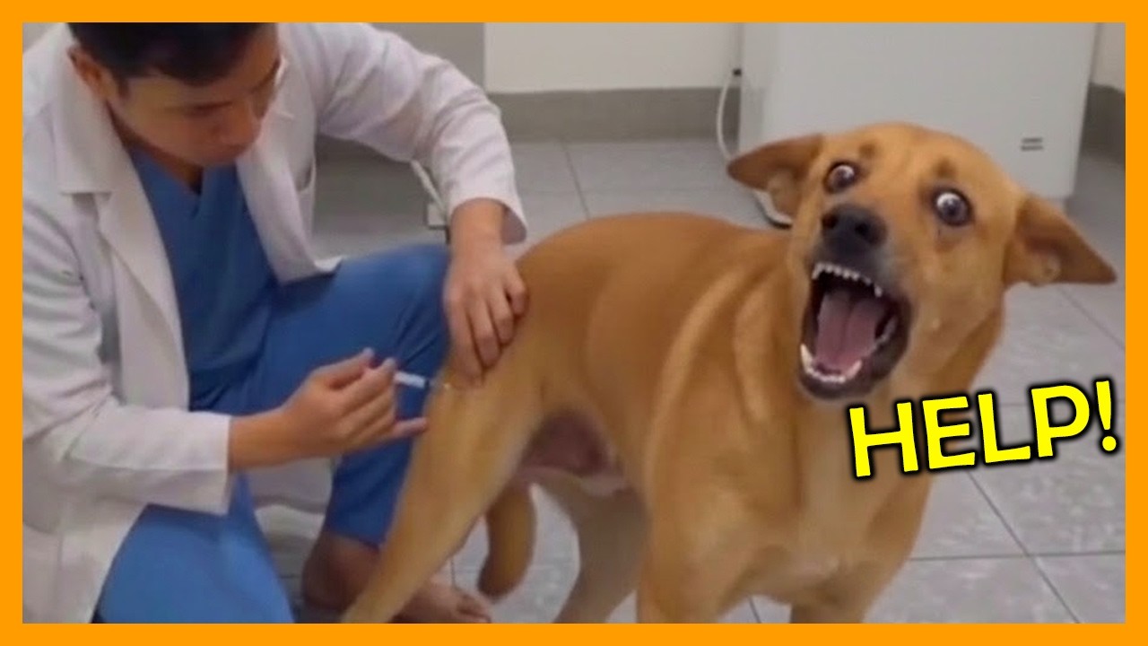 Dogs Going To The Vet For The Very First Time 🤣🐶 Funniest Dog Reactions Part 3