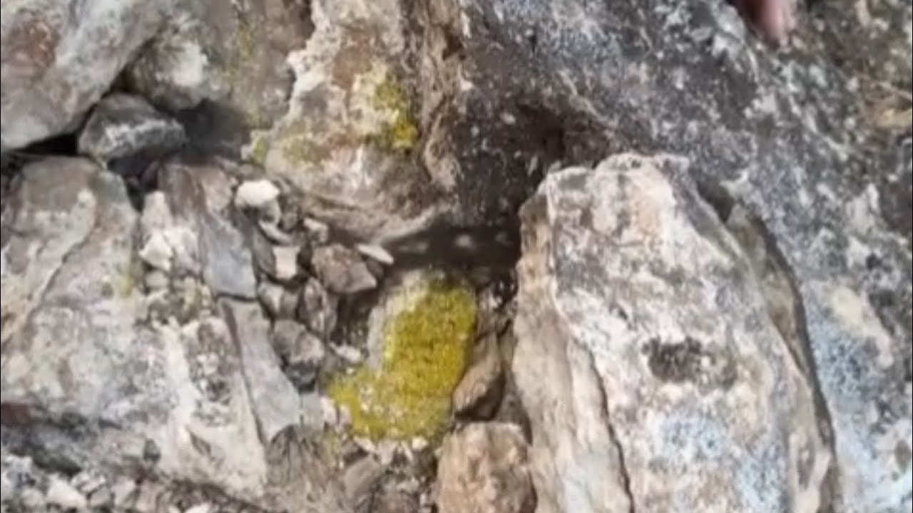 الجن يبعث الزعيم الى الامانة على سطح الارض