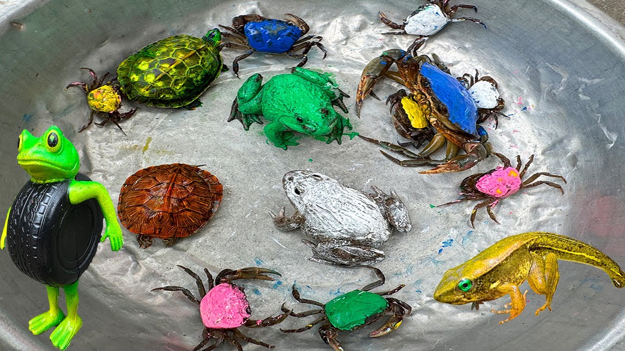 Kem Ốc và cua Chanel lái xe công nông đuổi theo con cua, ếch xanh, ếch trắng, rùa, italian brainrot.