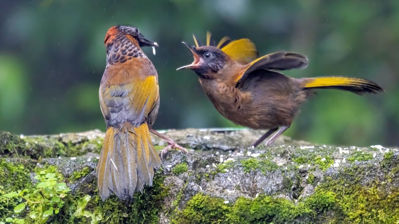 Chestnut-crowned Laughingthrush 