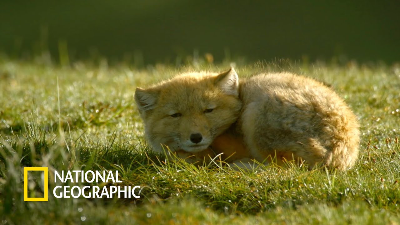 ⁣티베트여우 가족에게 닥친 시련
