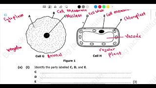 2026 BIOLOGY P2 GCE QUESTIONS AND ANSWERS FULLY ANSWERED
