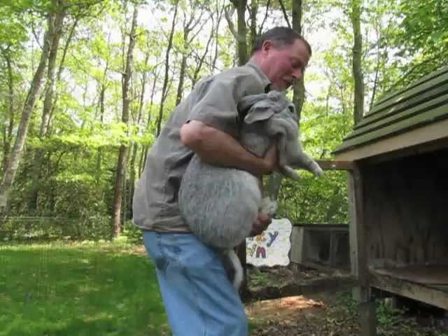 Flemish Giant Rabbits Dwarf Centerville Youtube