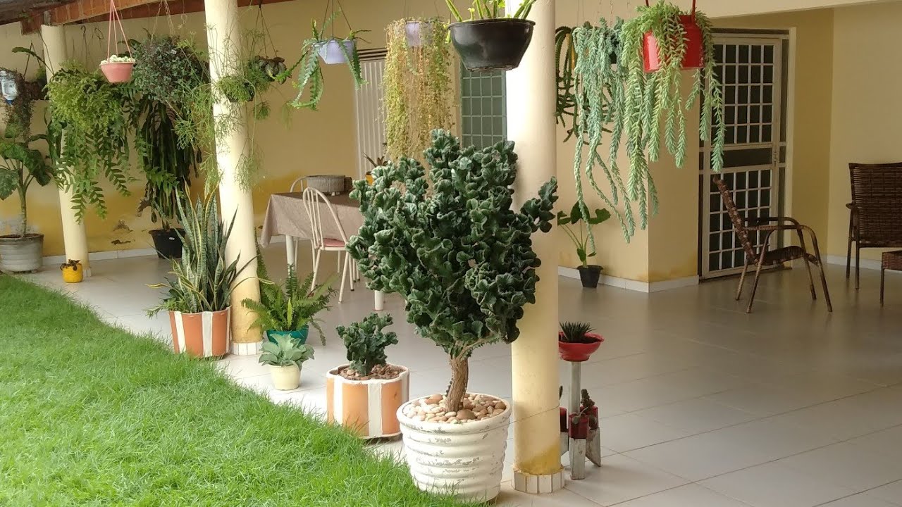 UM JARDIM CHEIO DE AMOR SUCULENTA  EM FORMA DE ARVORETA