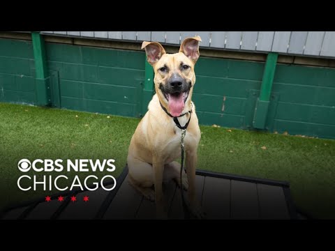 Meet Crimson, PAWS Chicago's Pet of the Week