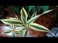 Dracena Deremensis ou Bambu-da-sorte