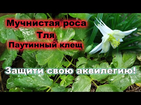 Аквилегия - посадка,