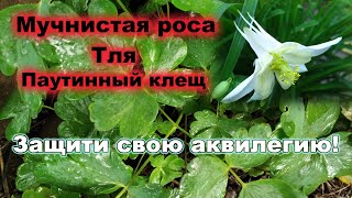 картинка: Аквилегия - посадка, размножение, болезни, вредители. Паутинный клещ, мучнистая роса на аквилегии.