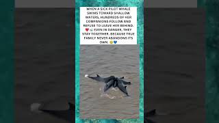 🥹❤️ Hundreds of Whales Refuse to Leave Their Sick Friend Behind 🐋💙