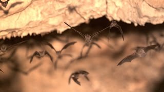 Lens of Time: Bat Ballet | bioGraphic