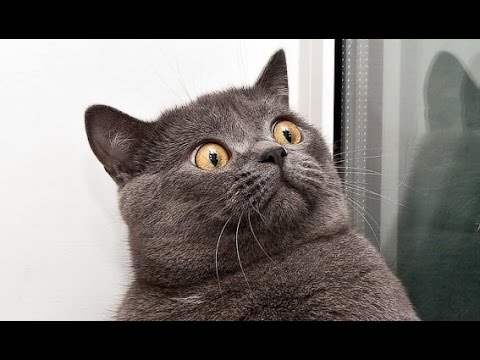 FUNNY VIDEOS Funny Cats Funny Cat Videos Funny Animals Cute Pets Try Not To Laugh