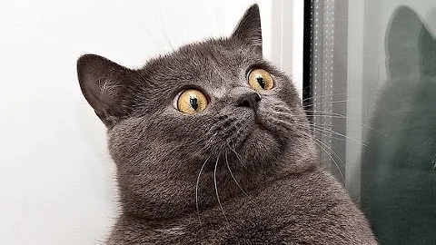 Watch the video about FUNNY VIDEOS Funny Cats Funny Cat Videos Funny Animals Cute Pets Try Not To Laugh