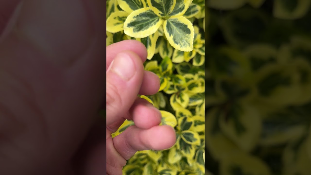 Fusain du Japon, Euonymus japonicus : comment le reconnaître ?