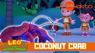 The CRAB dropped a COCONUT from the TREE? | Leo the Wildlife Ranger Spinoff S4E12 | @mediacorpokto