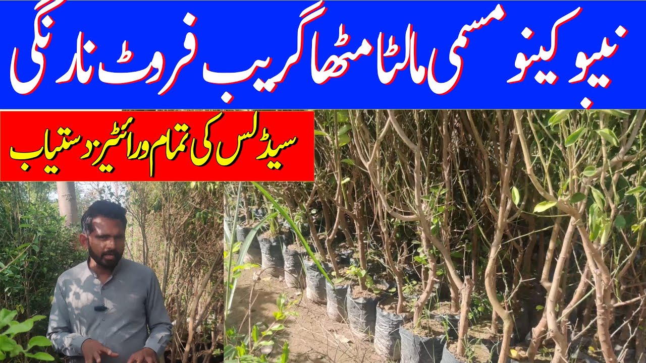 Citrus plant All Varities Available