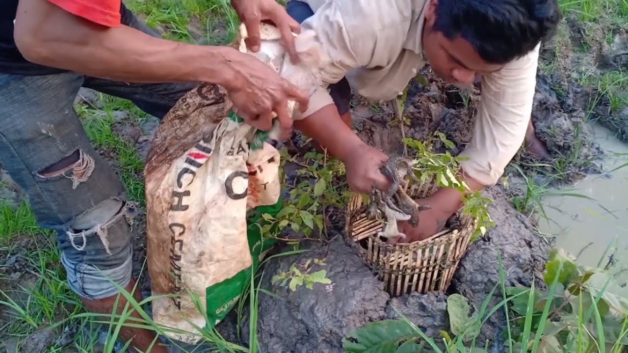 Amazing premitive Frog Traps for traps the natural frog at the fields