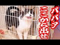 【保護猫】隔離中の脱走猫とリビングで待っている姉犬と姉妹猫
