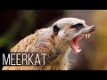 MEERKAT — Fearless and Aggressive relative of the Mongoose