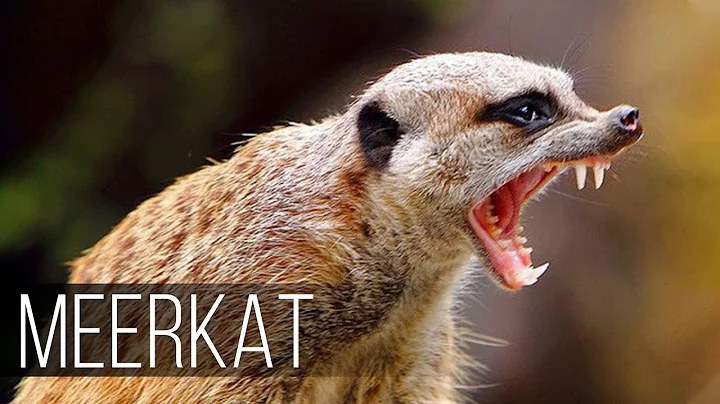 MEERKAT — Fearless and Aggressive relative of the Mongoose - DayDayNews