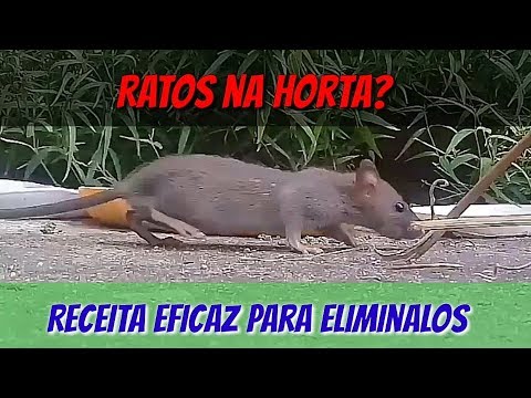 Vídeo: Garden Mouse Control: Como se livrar de ratos no jardim