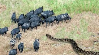 巨大なニシキヘビが猪の群れに襲いかかり、命をかけて代償を払った