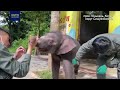 Слоненок, который нашел свою новую семью