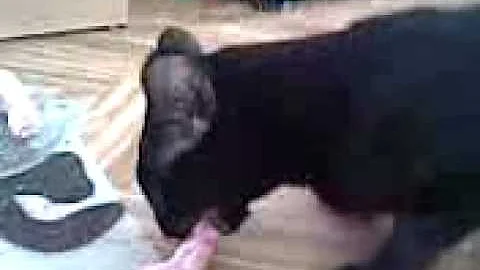 Video 800191: black oriental cat, talking