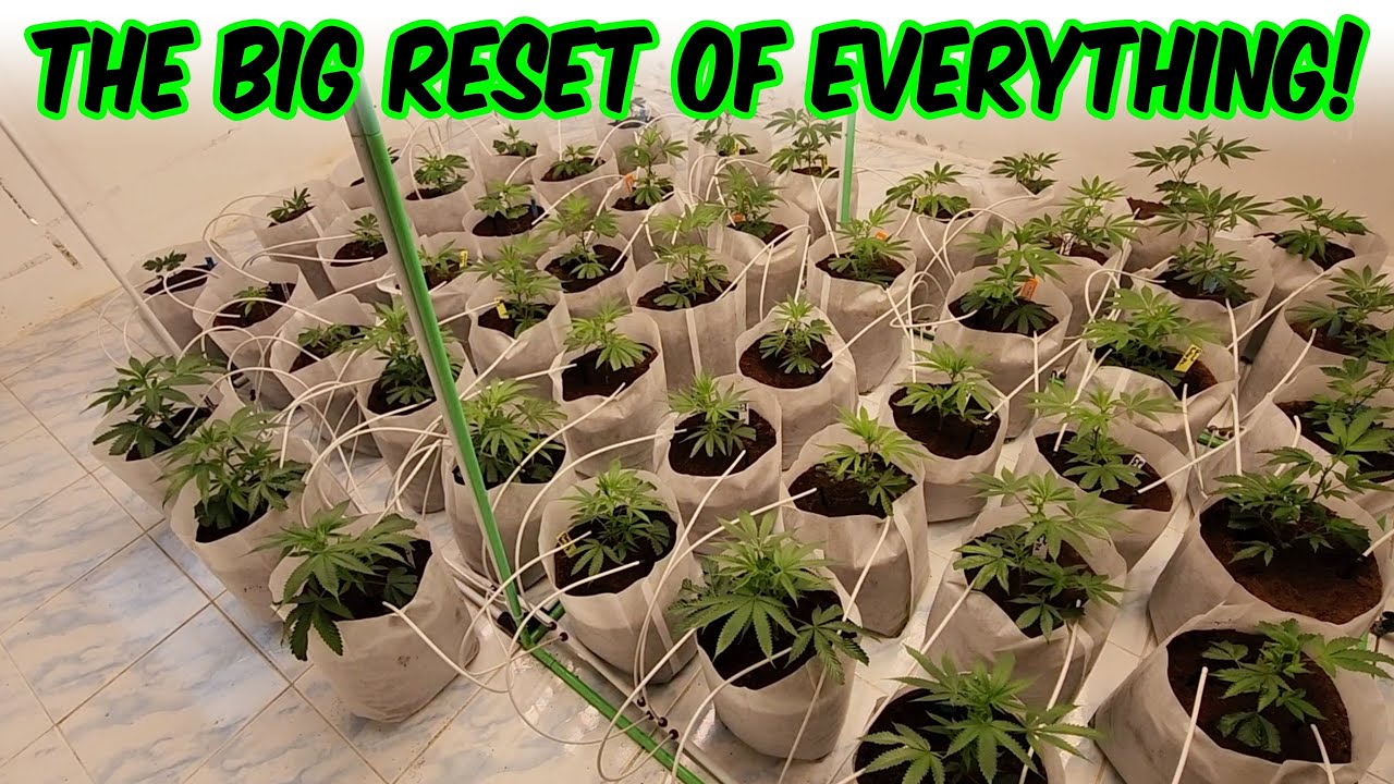 Time to go back to Canada, will the plants survive while gone?