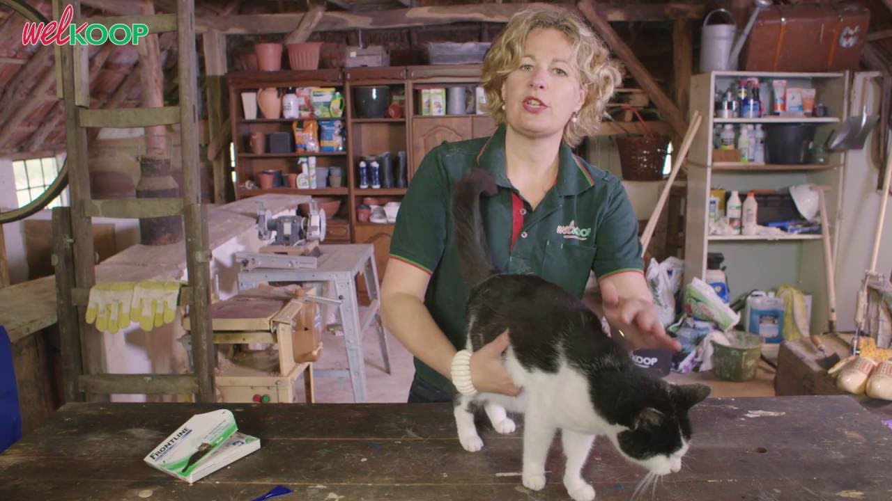 Anti-vlooien en teken: pipet aanbrengen bij je kat