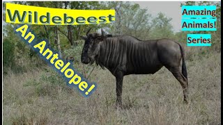 Wildebeest facts 🦌 Gnu facts 🦌 how do blue and black ones differ 🙋♀️