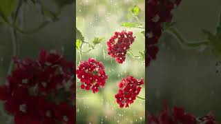 🔴 Beautiful Raining Wallpaper's , Images 😍, Whatsapp status ❤️, Whatsapp dps 🥰 || O'Tmn Such That