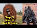 Top 5 Mastiff Dog Breeds : Best From Dog Types : TUC の動画、YouTube動画。