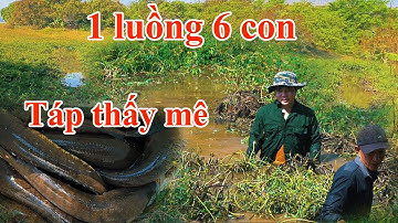 Chuyến khai cần đầu năm 2025 quá nhiều cá lóc táp thấy mê