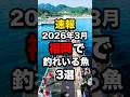福岡で釣れている魚3選#釣り #shorts