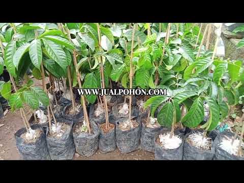 Bibit Duku Dukong Asli untuk Kebun yang Produktif dan Menguntungkan!