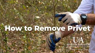 How to Remove Privet Combating Invasive Species Eradicating Privets