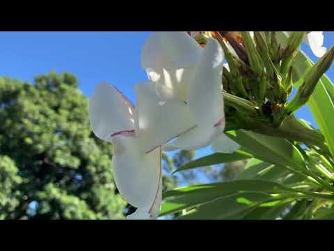 วีดีโอ: หนามตกแต่งของ Pachypodium