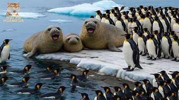 TẬN CÙNG NAM CỰC! Hành Trình Di Cư Vĩ Đại Của Chim Cánh Cụt Vua Và Hải Cẩu Voi Khổng Lồ | MMHD