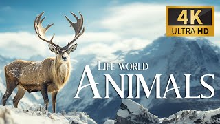 Life Of World Animals 4K 🐾 Discovery Relaxation Film With Soothing Relaxing Piano Music & Real Sound